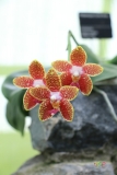 Phalaenopsis Orchid World