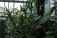 Angraecum ebumeum ssp. xerophilum