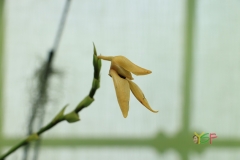 Bulbophyllum Jersey