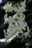 Dendrobium (Jade Queen x Miss Hawaii)