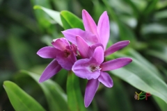 Epidendrum mirabile