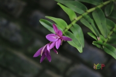 Epidendrum mirabile