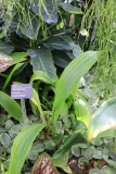 Phaius tankervilleae (Nun's orchid)