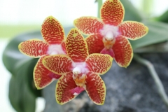 Phalaenopsis Orchid World