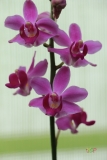 Phalaenopsis buyssoniana