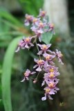 Oncidium sotoanum