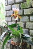 Paphiopedilum coriolanus