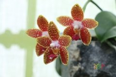 Phalaenopsis Orchid World