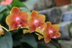 Phalaenopsis Tying Shin Cupid