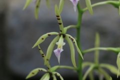 Prosthechea prismatocarpa
