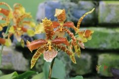 Rossioglossum grande
