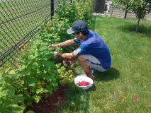 Rasperries picking