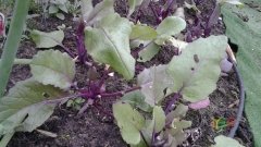 Rape plants