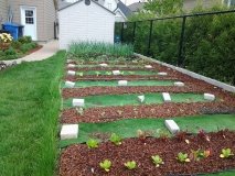 Kitchen Garden